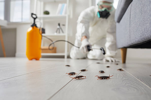 Post-Treatment Bed Bug Interceptor Monitoring in Pine Island